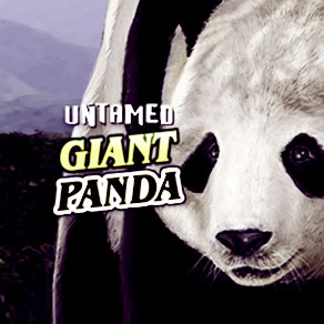 Обзор и особенности слота Untamed Giant Panda